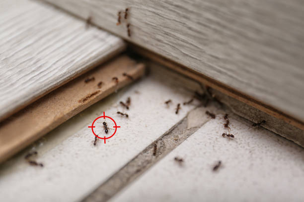 Best Spider Control Near Me  in East Troy, WI